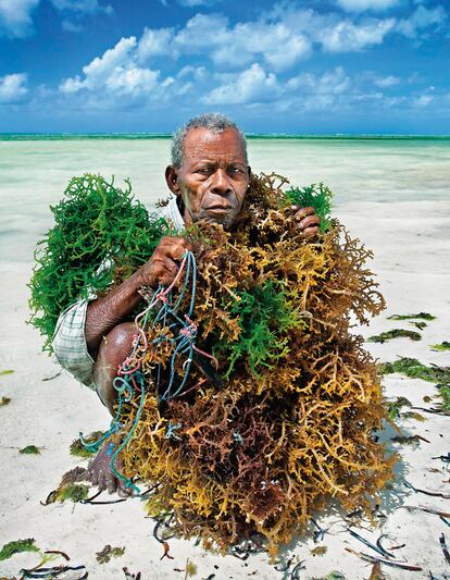 En los fondos de las transparentes y cálidas aguas de la costa del Oriente se crían algas y sargazos de gran valor medicinal, como las que rodean al hombre de la imagen.