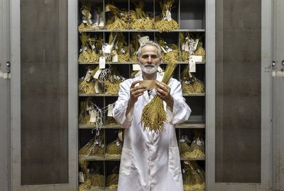 El biólogo Álvaro García, del IVIA, con panículas de arroz (las espigas)
de distintas variedades. 