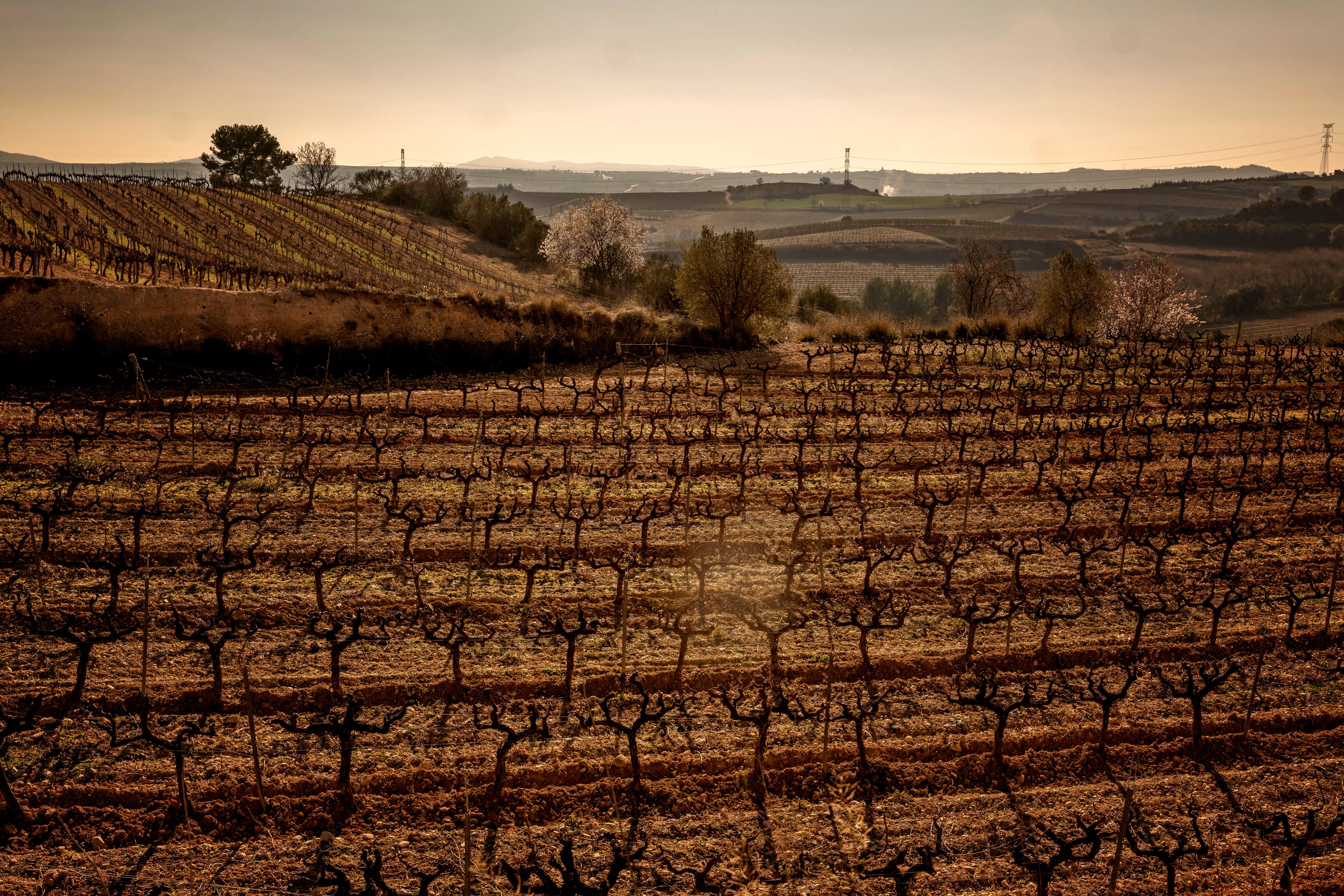 Viñas de la bodega Gramona, en Sant Sadurni d'Anoia.