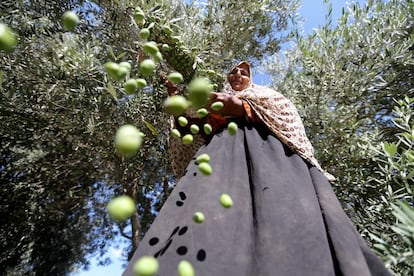 Una mujer palestina clasifica aceitunas recién cosechadas en una granja en el centro de la Franja de Gaza.
