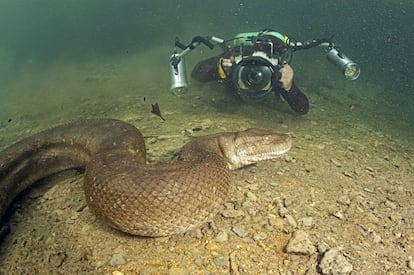 Un buceador fotografía una anaconda en un río de la cuenca amazónica.