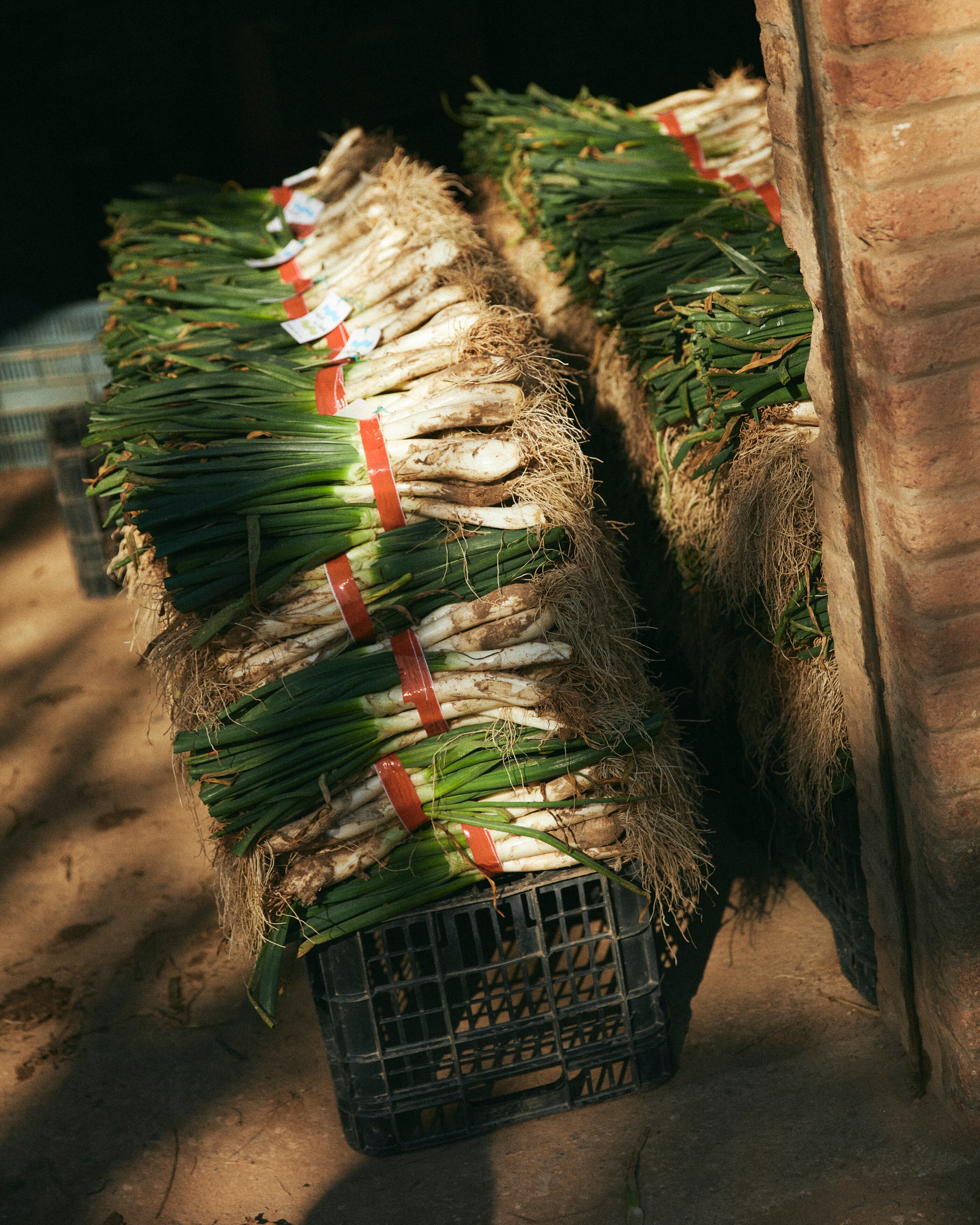 'Calçots' de Gavà etiquetados y listos para ser comercializados.