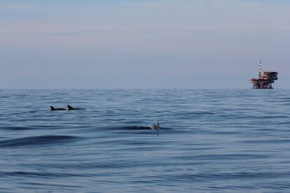 Los delfines viven muy cerca de la plataforma Azalea B. Por una afortunada coincidencia, la recogida de muestras de Soundscape empezó junto antes de que se declarara la emergencia por la covid-19, por lo cual los hidrófonos pudieron registrar una situación casi irrepetible de silencio antrópico durante un periodo en el que la actividad humana se redujo al mínimo.