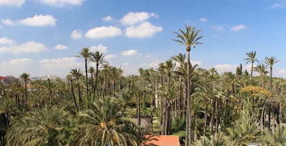 Vista del palmeral.