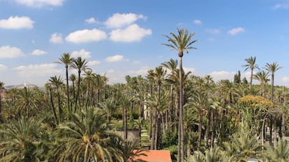 Vista del palmeral.