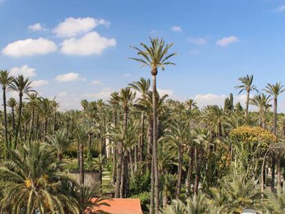 Vista del palmeral.