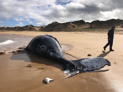 El cadáver de una ballena jorobada yace en una playa de Boag Rocks (Australia).