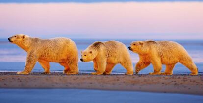 Una madre y sus cachorros de osos polares en Alaska.