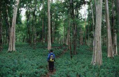 Senderismo en plena jungla en la provincia camboyana de Mondulkiri.