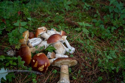 Hongos silvestres, en el bosque de coníferas de Tlaxcala, 30 de noviembre de 2022.