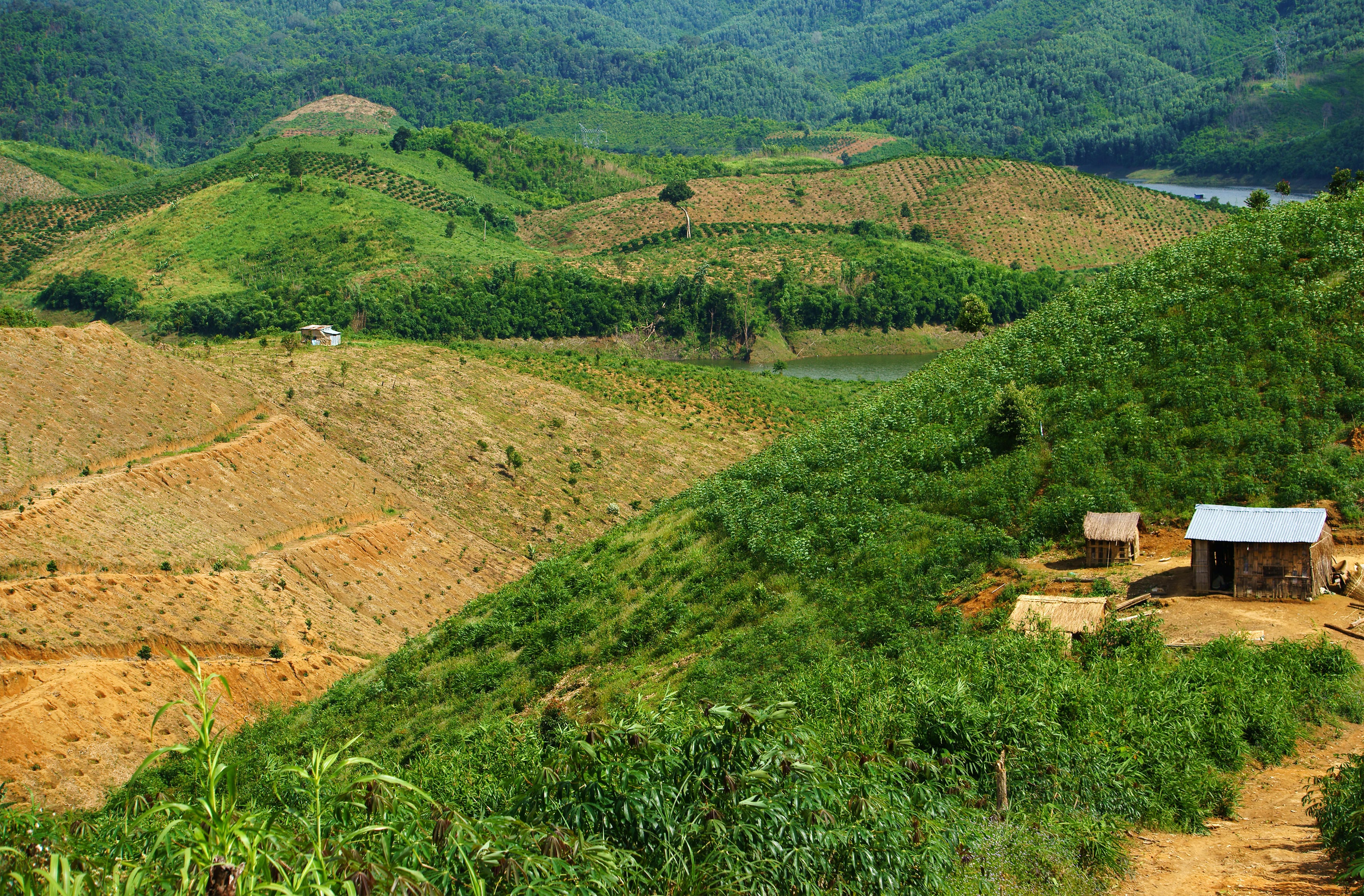 El precio medioambiental del café de Vietnam que triunfa en el mundo: una huella de deforestación del tamaño de Luxemburgo