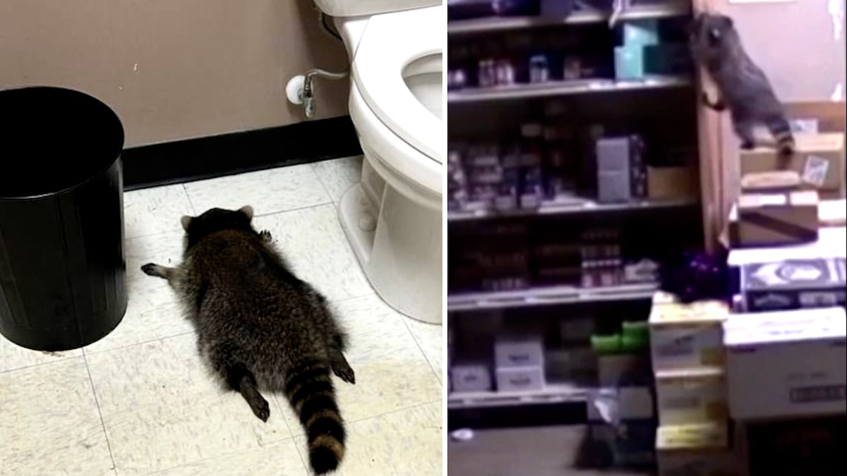 Un mapache se cuela en una licorería de Virginia y acaba ebrio y desmayado en el baño