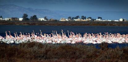 Flamencos en el Delta del Ebro.