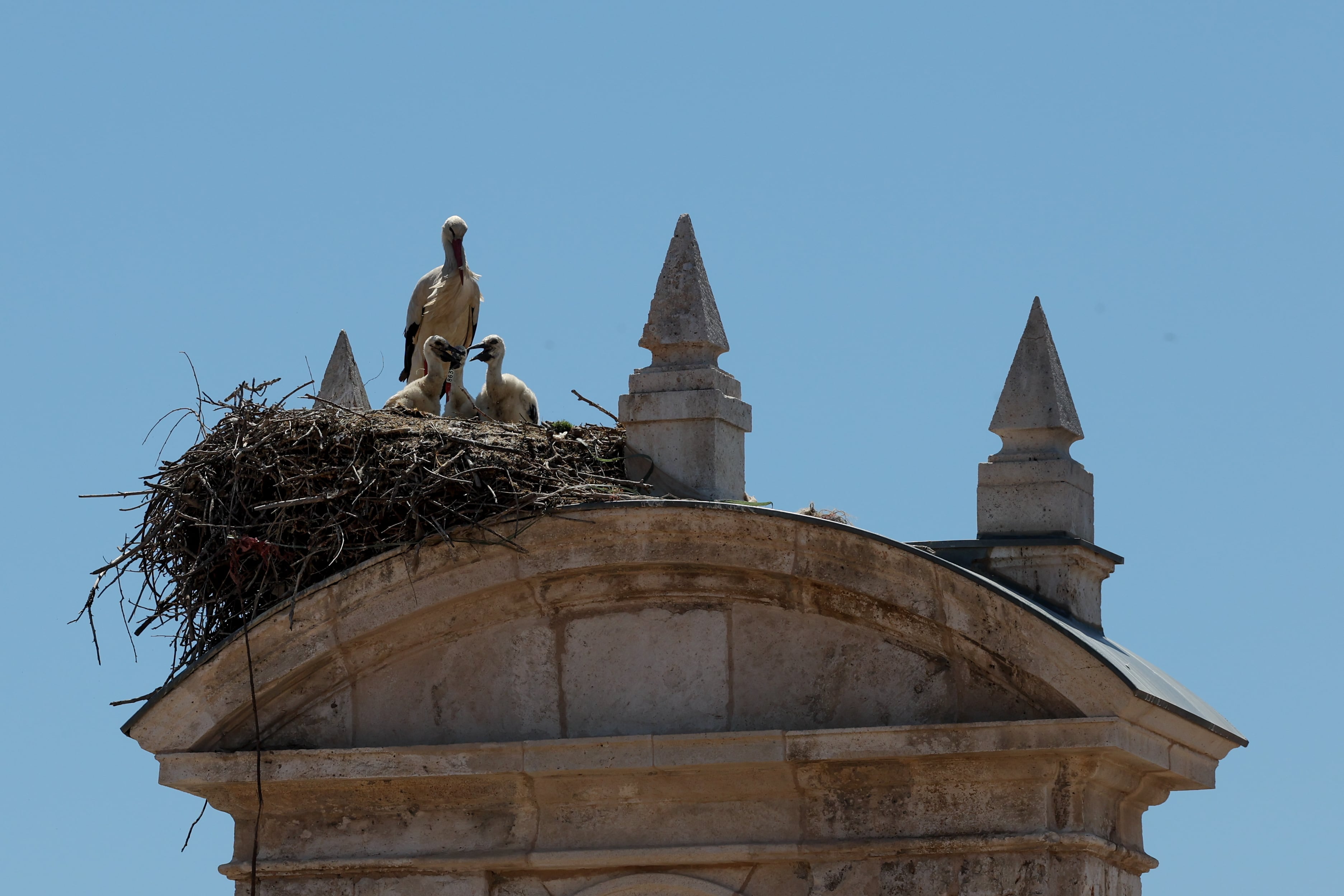 Las cigüeñas de Alcalá de Henares están en peligro: se quedan sin población, sin nidos y, ahora, también sin comida