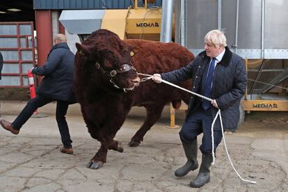 El primer ministro británico, Boris Johnson, tira de un toro durante su visita a la granja Darnford de Banchory (Escocia), el 6 de septiembre.