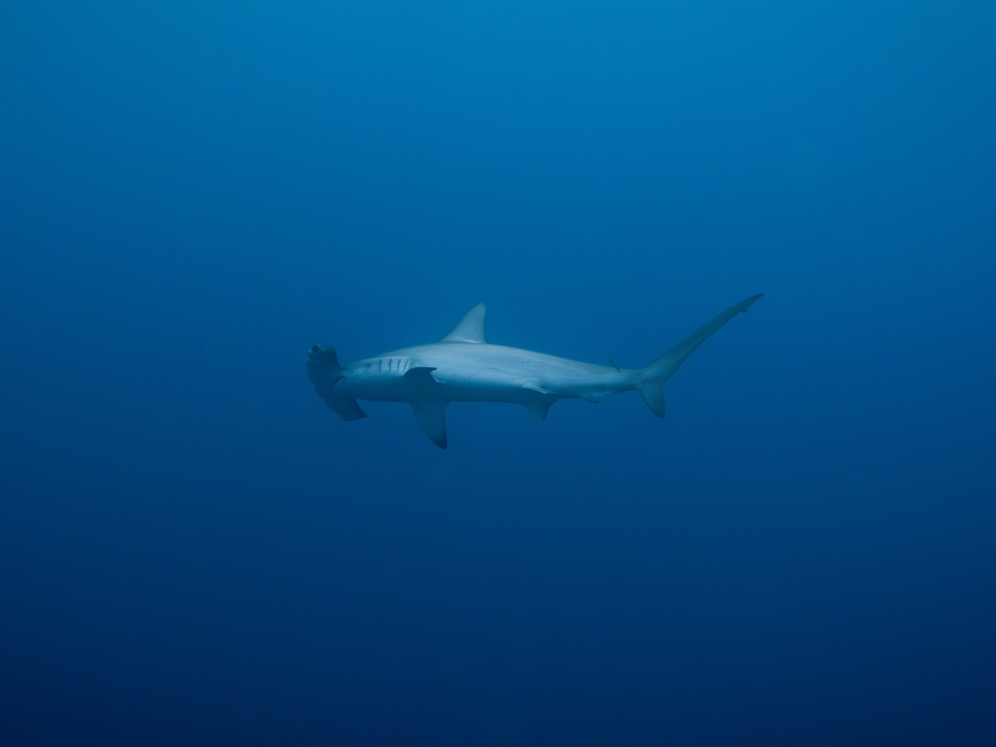 Un tiburón martillo irrumpe en el azul del arrecife Daedalus.