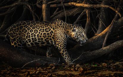 Jaguar (panthera onca), en Pantanal, Brasil.