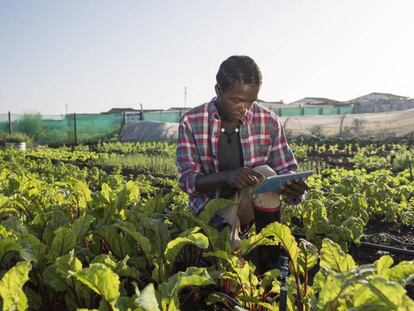 Un joven agricultor verifica el estado de su cultivo en su tablet.