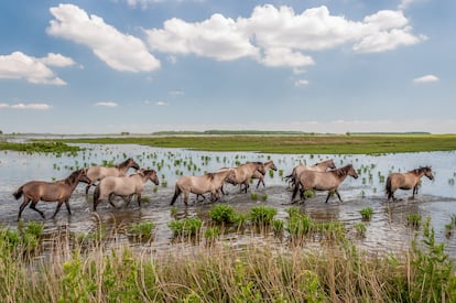 Manada de caballos de la raza Konik en las marismas del parque nacional de Lauwersmeer (Países Bajos). 