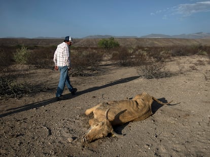 Una persona observa un animal muerto este junio en Coahuila, que sufre una sequía severa.