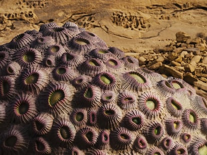 Los arqueólogos han hallado fósiles de cnidarios (invertebrados marinos como los corales o las medusas) en el desierto de AlUla. Lo que sugiere que hace millones de años esta región estuvo cubierta por el mar. Con estas formas gigantes de coral, el artista británico Shezad Dawood explora en su obra ‘Coral Alchemy I (Dipsastrea speciosa)’ la manera en que el planeta cambia con el tiempo, y los procesos biológicos y también humanos que impulsan esa transformación (como el cambio climático).