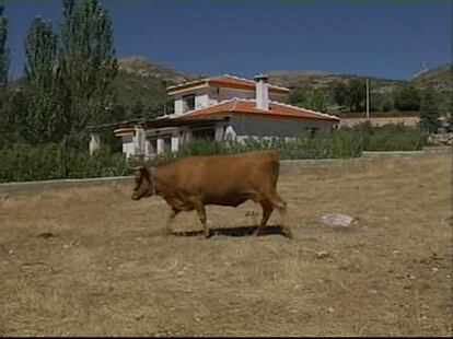 Una manada de vacas invade un pueblo de Granada y atemoriza a sus vecinos