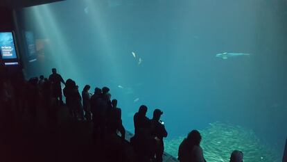 Aquarium de Monterrey