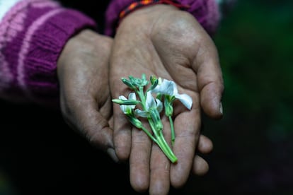 Evelin Luguaña con la planta alelia en sus manos. Esta planta se usa para el estrés y los nervios.