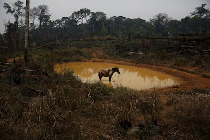 A horse stands by a lake in Rio Pardo next to Bom Futuro National Forest, in the district of Porto Velho, Rondonia State, Brazil, September 1, 2015. The town of Rio Pardo, a settlement of about 4,000 people in the Amazon rainforest, rises where only jungle stood less than a quarter of a century ago. Loggers first cleared the forest followed by ranchers and farmers, then small merchants and prospectors. Brazil's government has stated a goal of eliminating illegal deforestation, but enforcing the law in remote corners like Rio Pardo is far from easy. REUTERS/Nacho DocePICTURE 37 OF 40 FOR WIDER IMAGE STORY "EARTHPRINTS: RIO PARDO" SEARCH "EARTHPRINTS PARDO" FOR ALL IMAGES