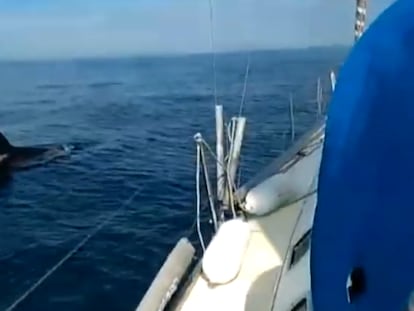 An orca approaches a yacht off the coast of Galicia.