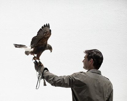 El cetrero Juan Carlos Moraga, con una de las aves que entrena.