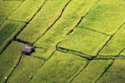 Vista a&eacute;rea de campos de arroz en Baucau, Timor. 
 