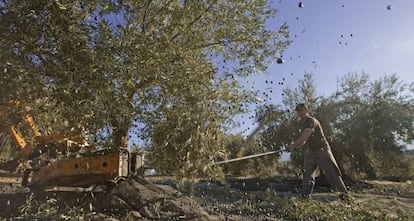 Jornaleros varean un olivar en Piñar (Granada).