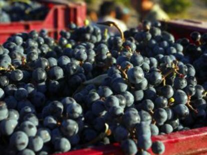 Cajas llenas de uva en la vendimia de una finca española