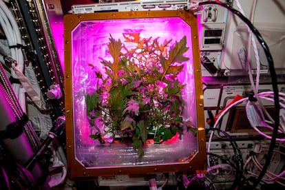Prueba de crecimiento de plantas de la NASA en el espacio