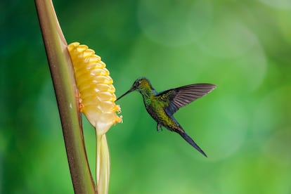 Un colibrí se alimenta de néctar en Costa Rica.