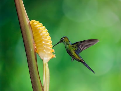 Un colibrí se alimenta de néctar en Costa Rica.