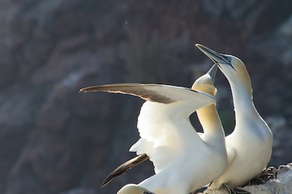 El alcatraz atlántico es una de las aves marinas más grandes que frecuentan las costas españolas.