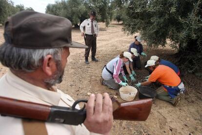 Armed forest rangers watch over the olive harvest on a farm in C&oacute;rdoba province. 