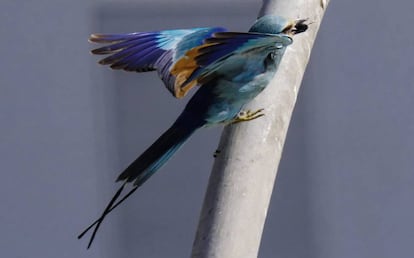 La carraca abisinia ('Coracias abyssinicus') con un escarabajo conocido como bombón negro en el pico. Foto cedida por Paqui Hernández.