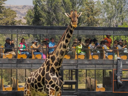 La jirafa Benito en el parque Africam Safari de Puebla, donde llego hace un mes.