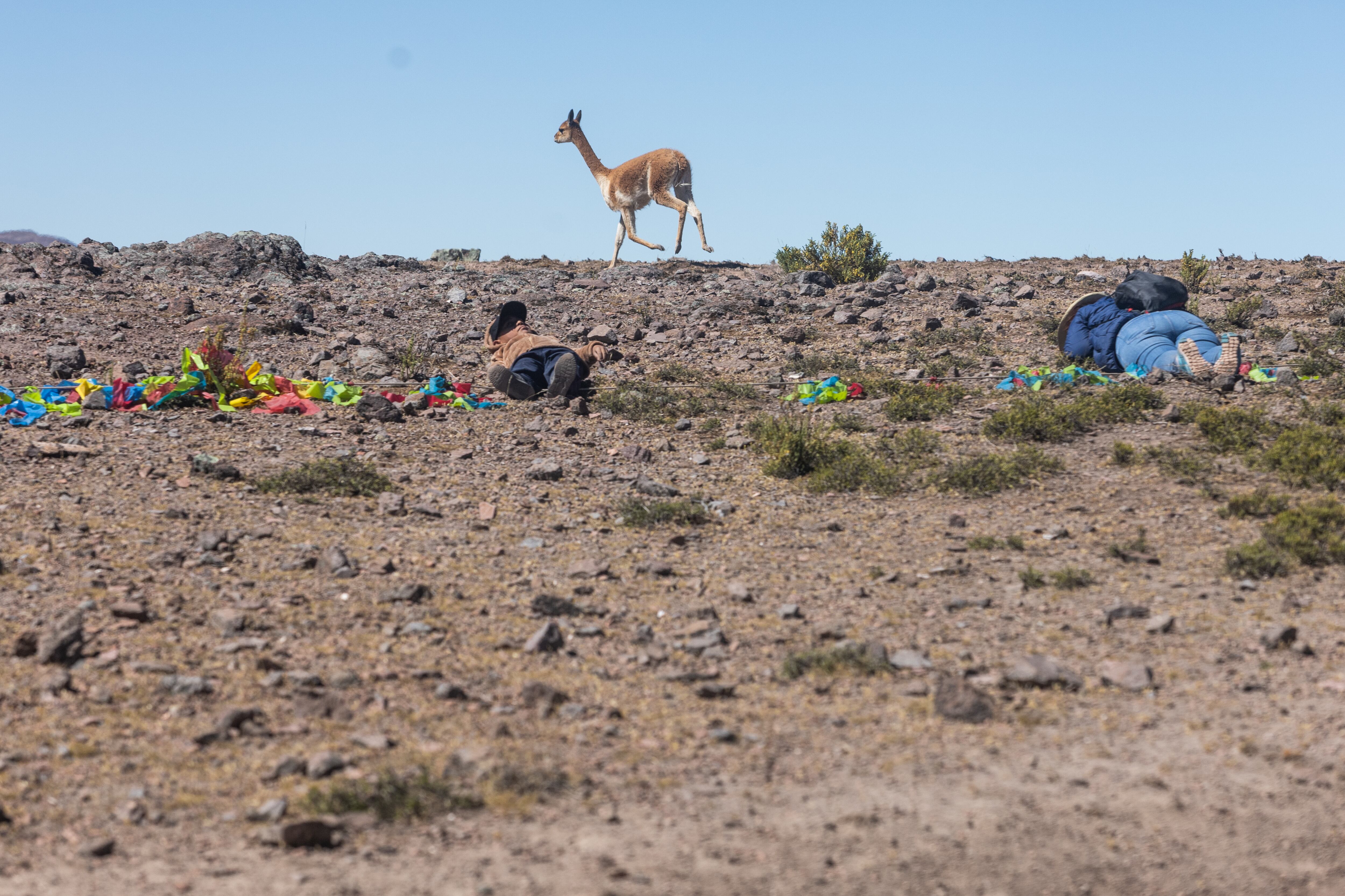 Campesinos se echan al piso para no espantar a una vicuña y que esta ingrese al cerco de banderillas.