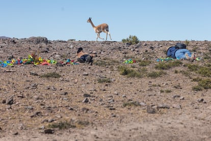 Campesinos se echan al piso para no espantar a una vicuña y que esta ingrese al cerco de banderillas.