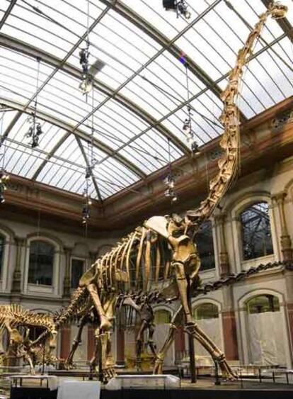 Tras dos años de ausencia, el <i>Brachiosaurus brancai</i> y las cuatro salas renovadas del museo recibieron 40.000 visitantes en tres días.