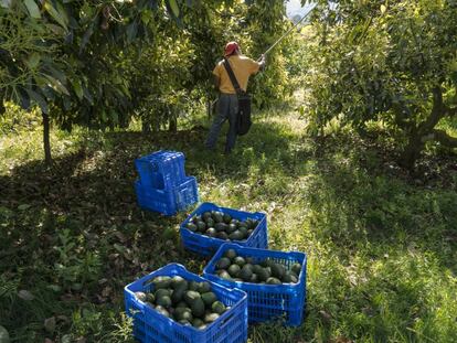 Um trabalhador corta abacates em uma plantação.