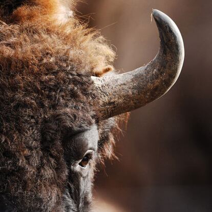 Uno de los ocho bisontes europeos viven desde el año pasado en la Montaña Palentina.