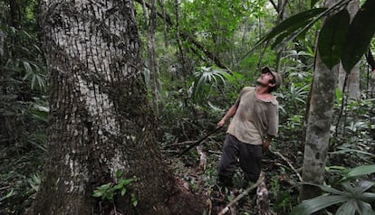 Un chiclero, en la selva maya, junto a un árbol de chicozapote.