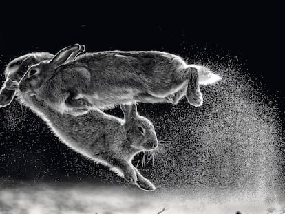 ¿Pelea o baile? Escenas de naturaleza del Nature Photographer of the Year 2019