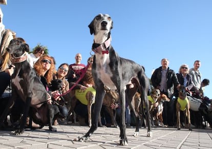 Reuni&oacute;n de miembros de la asociaci&oacute;n Galgos 112 en el Balc&oacute; del Mediterrani, de Tarragona.