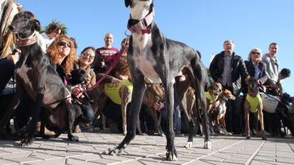 Reunión de miembros de la asociación Galgos 112 en el Balcó del Mediterrani, de Tarragona.